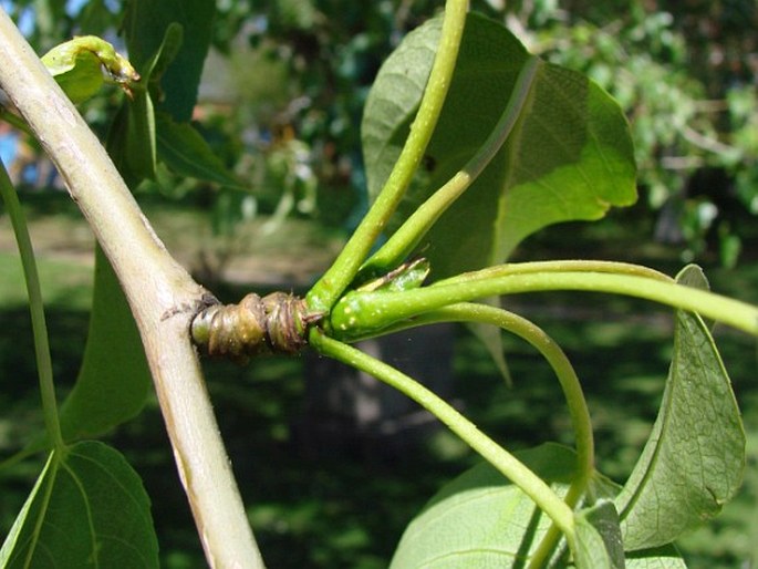 Populus cathayana