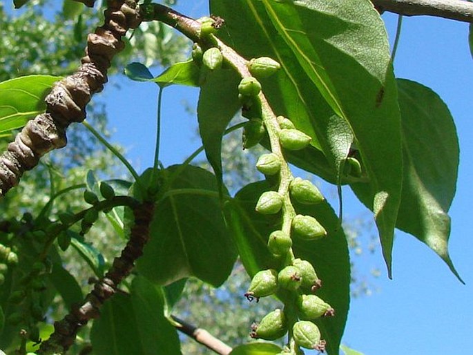 Populus cathayana