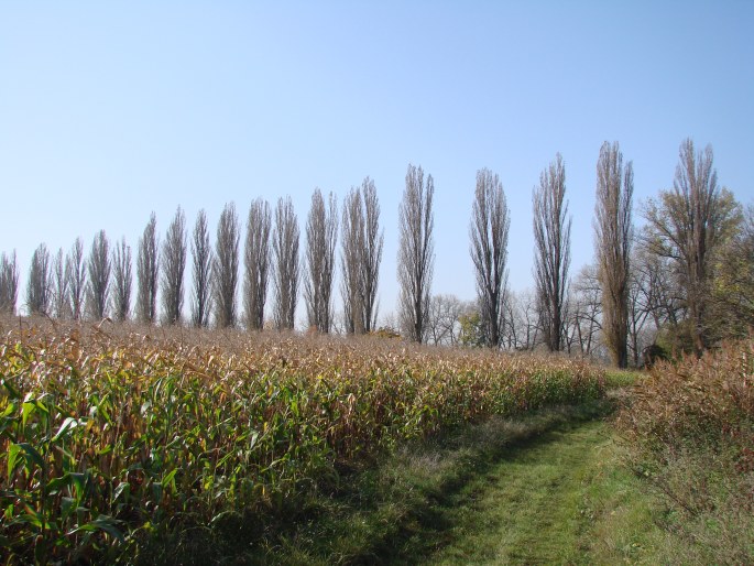 Populus nigra