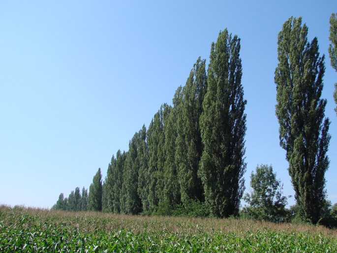 Populus nigra var. italica