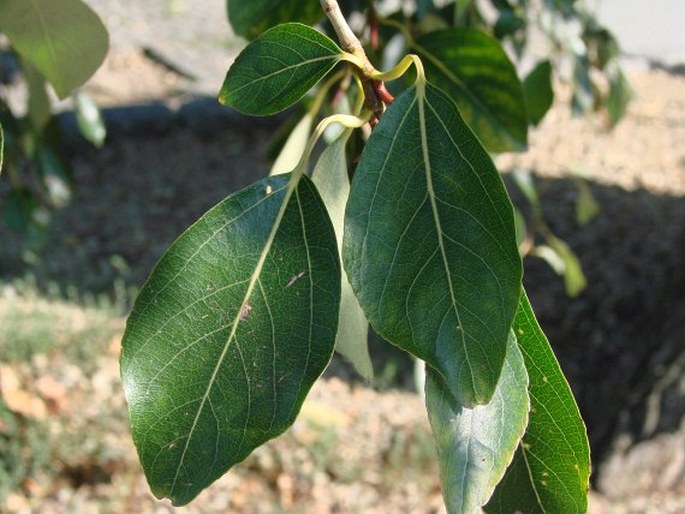 Populus simonii