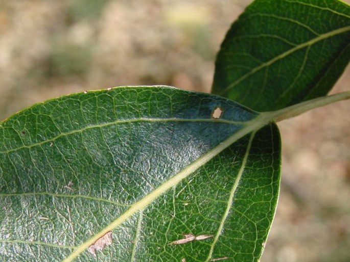 Populus simonii