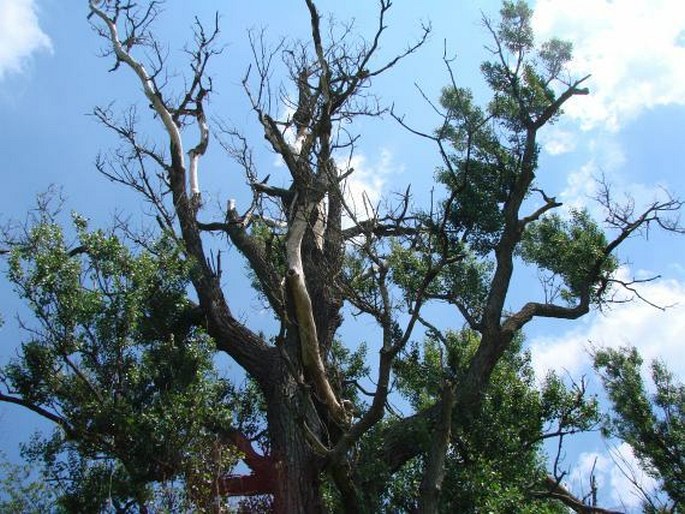 Populus nigra