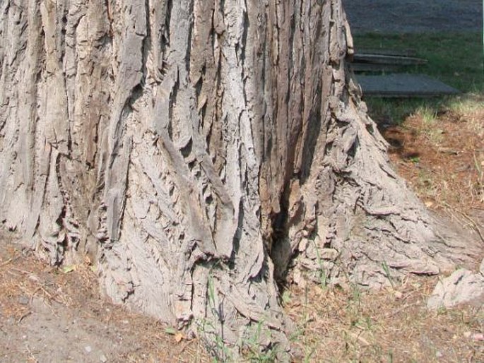 Populus nigra