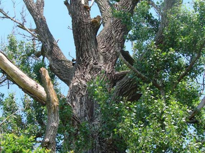 POPULUS NIGRA L. – topol černý / topoľ čierny