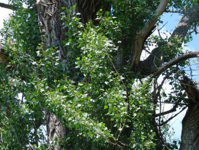 Populus nigra