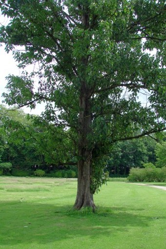 Populus violascens