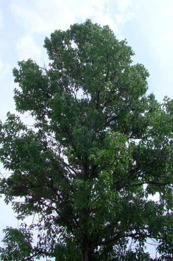 Populus violascens