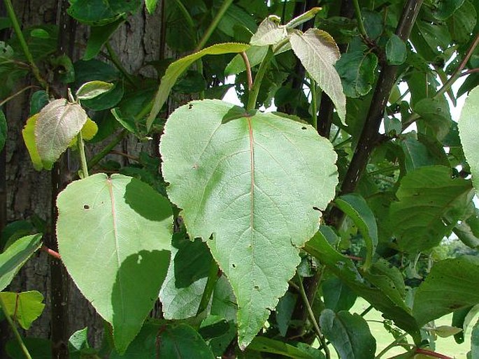 Populus violascens