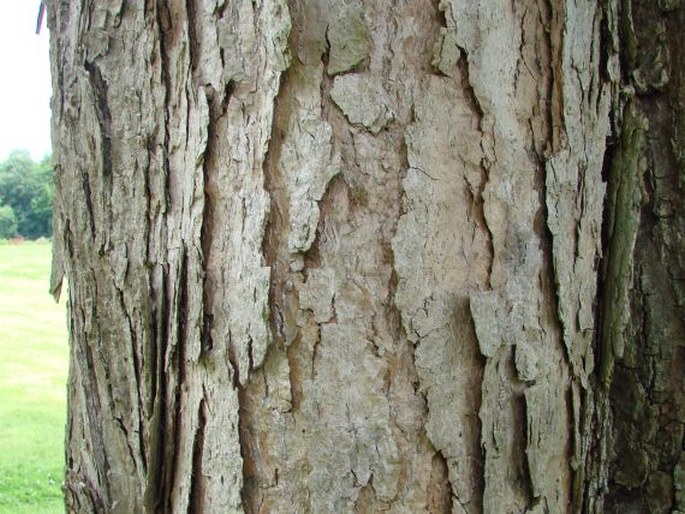 Populus violascens