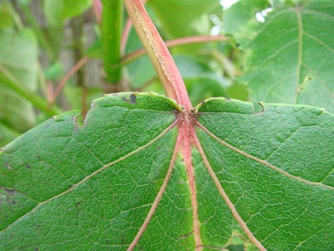 Populus violascens