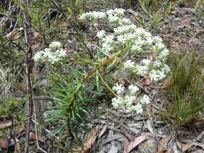 Poranthera corymbosa