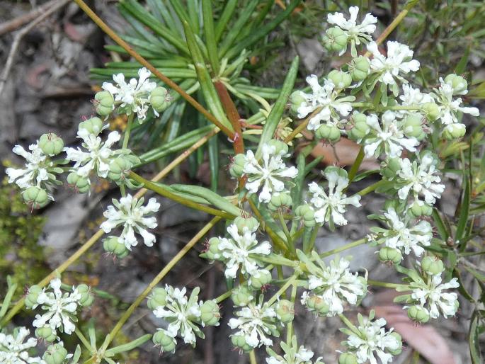 Poranthera corymbosa