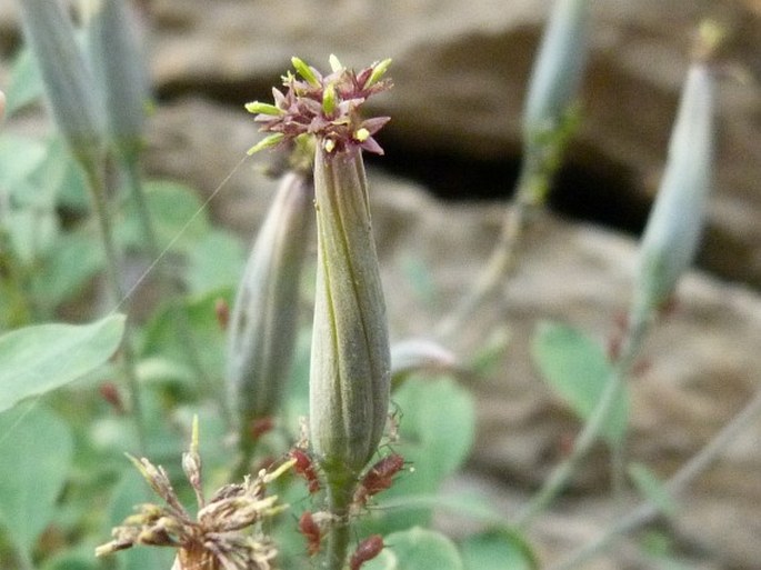 POROPHYLLUM RUDERALE (Jacq.) Cass.