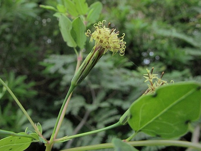 POROPHYLLUM PUNCTATUM (Mill.) S. F. Blake