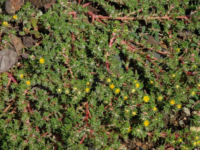 Portulaca halimoides