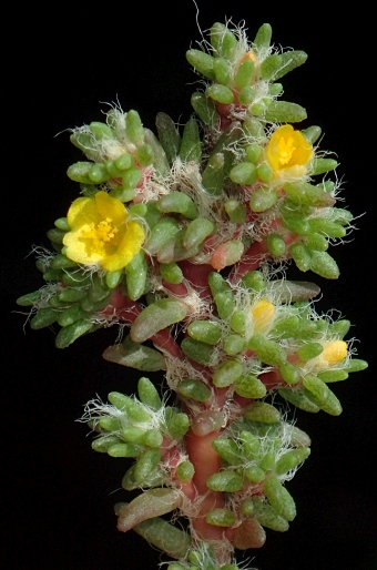 Portulaca halimoides