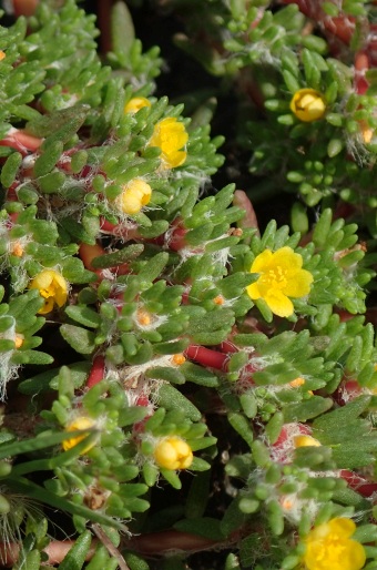 Portulaca halimoides