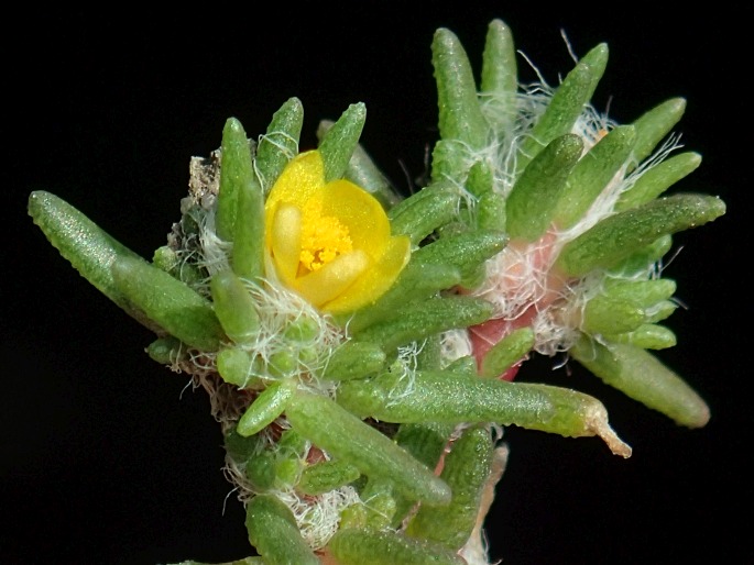 Portulaca halimoides