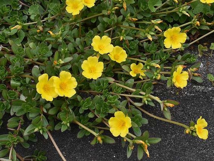 PORTULACA UMBRATICOLA Kunth – šrucha / portulaka