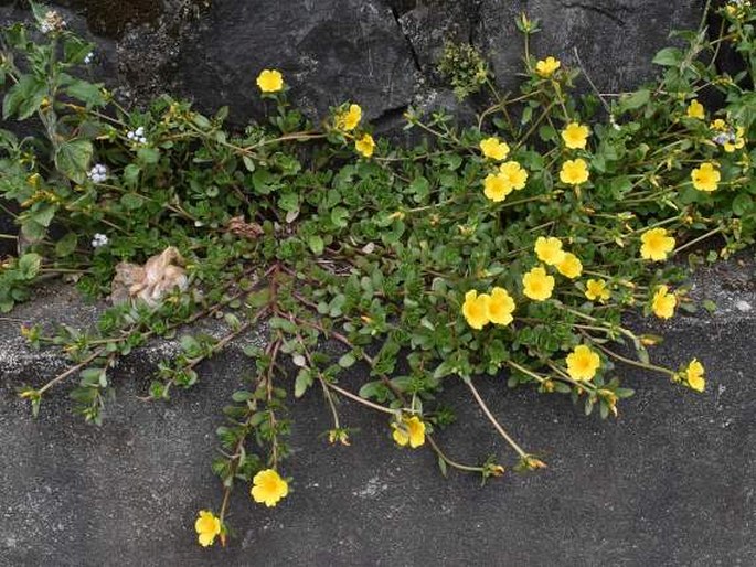 Portulaca umbraticola