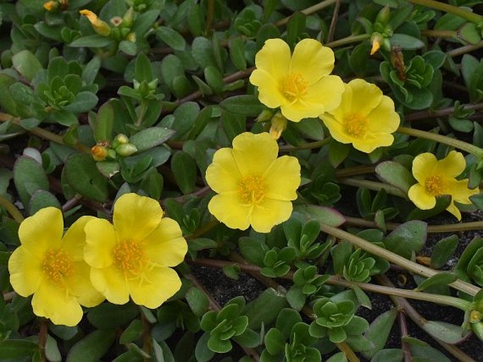 Portulaca umbraticola