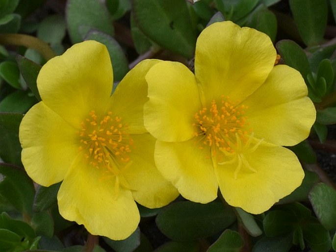 Portulaca umbraticola