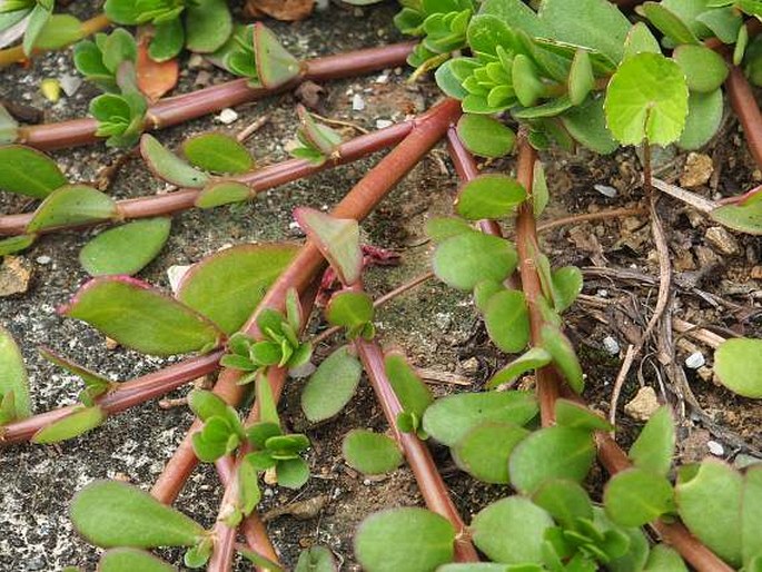 Portulaca umbraticola