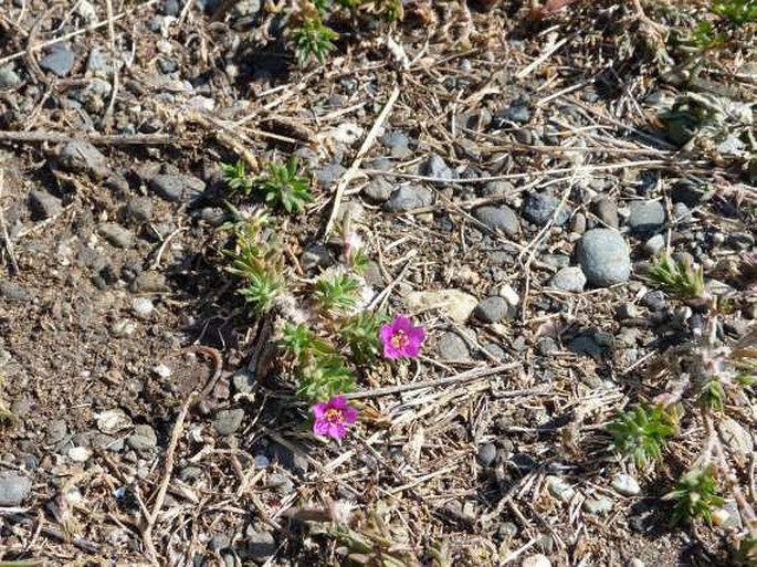 Portulaca pilosa