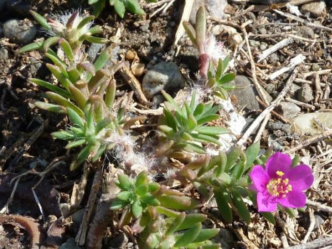 Portulaca pilosa