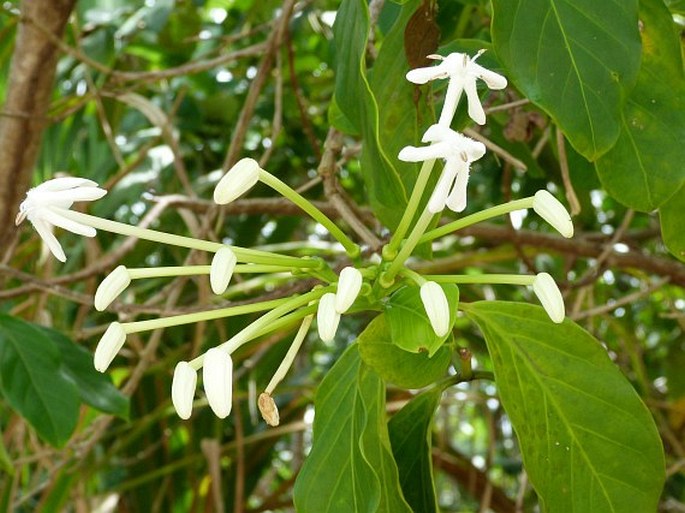 POSOQUERIA LATIFOLIA (Rudge) Schult. - cevenka