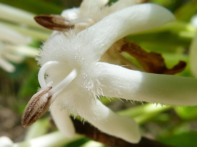 Posoqueria latifolia