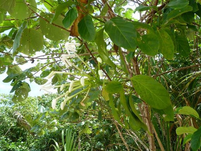 Posoqueria latifolia