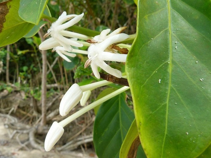 Posoqueria latifolia