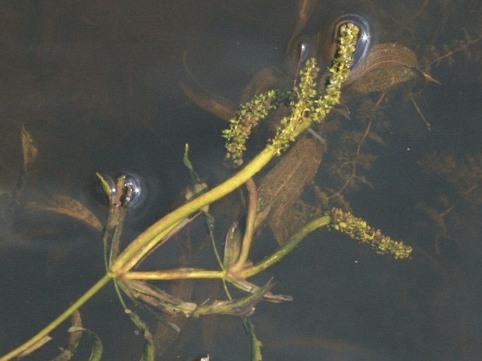 POTAMOGETON ×ANGUSTIFOLIUS Bercht. et J. Presl - rdest Zizův / červenavec úzkolistý