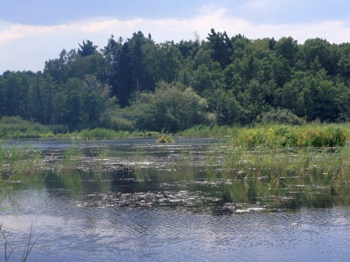 Potamogeton × angustifolius