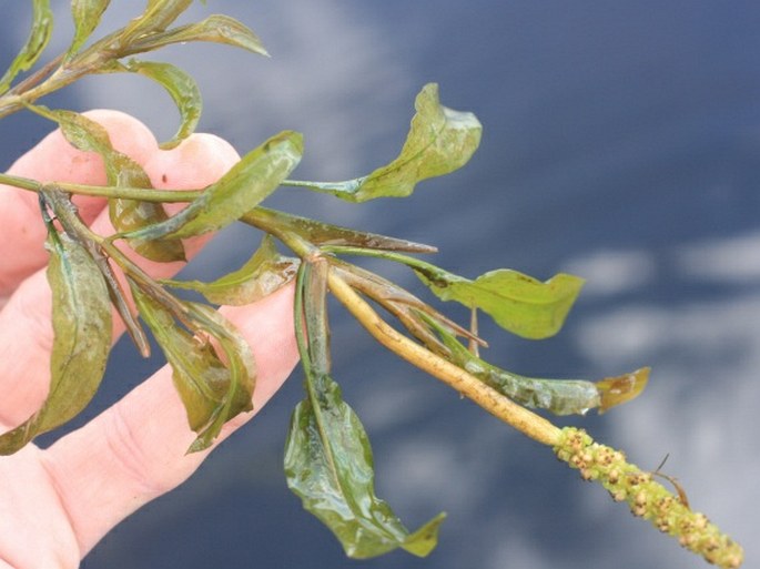 Potamogeton × angustifolius