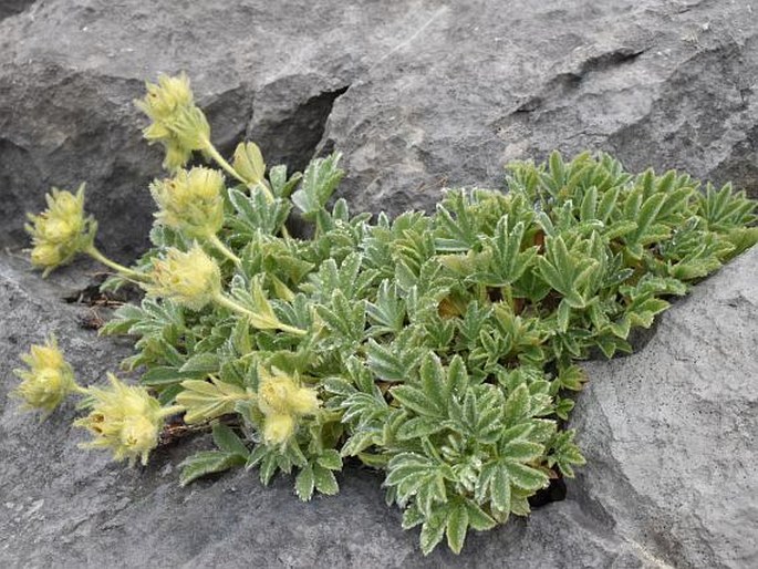 Potentilla nivalis subsp. asturica