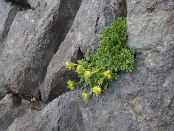 Potentilla nivalis subsp. asturica