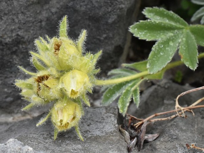 Potentilla nivalis subsp. asturica