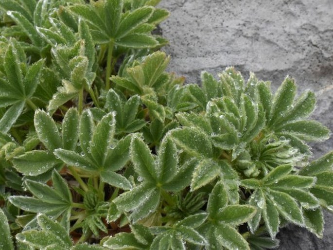 Potentilla nivalis subsp. asturica