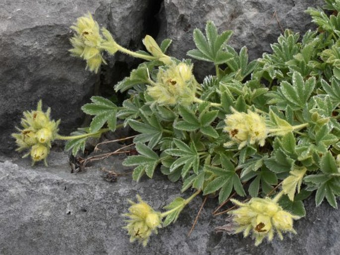 POTENTILLA NIVALIS subsp. ASTURICA (Font Quer et Guinea) M. Laínz – mochna / nátržník