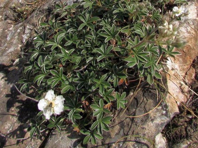 POTENTILLA ALCHIMILLOIDES Lapeyr. – mochna / nátržník