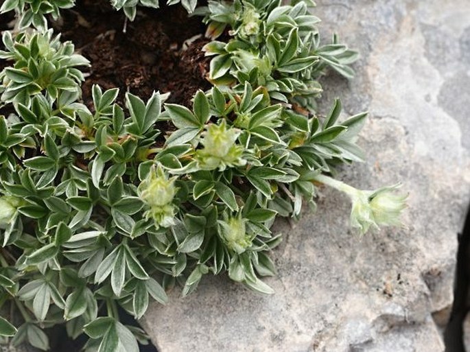 POTENTILLA APENNINA Ten. – mochna / nátržník