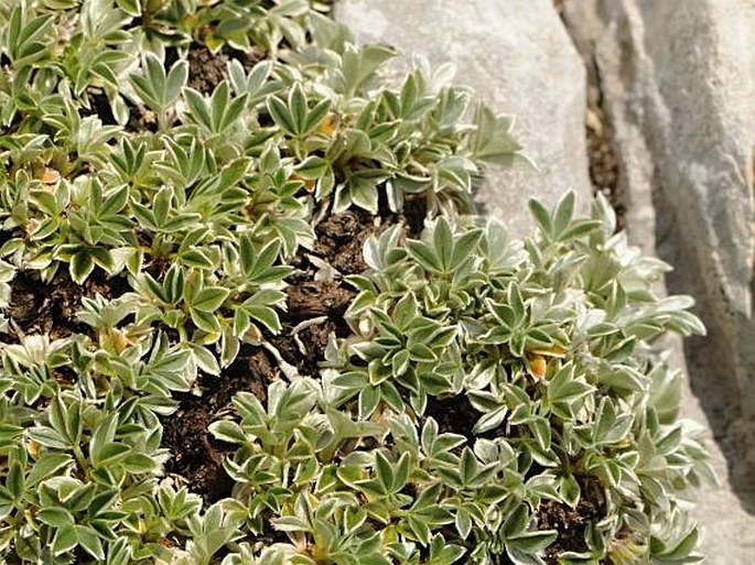 Potentilla apennina