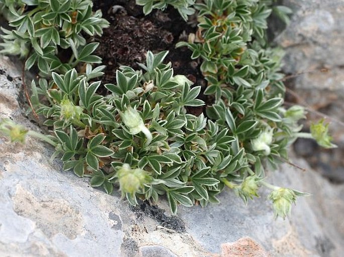 Potentilla apennina