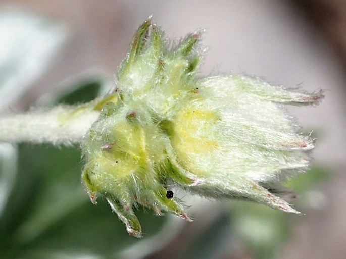 Potentilla apennina