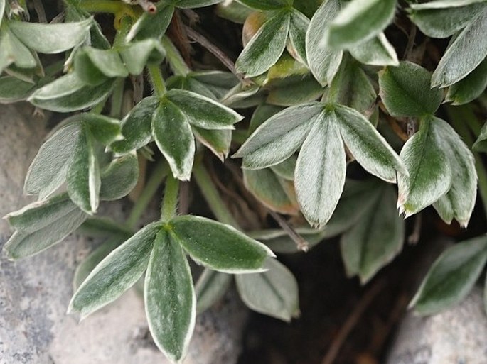 Potentilla apennina