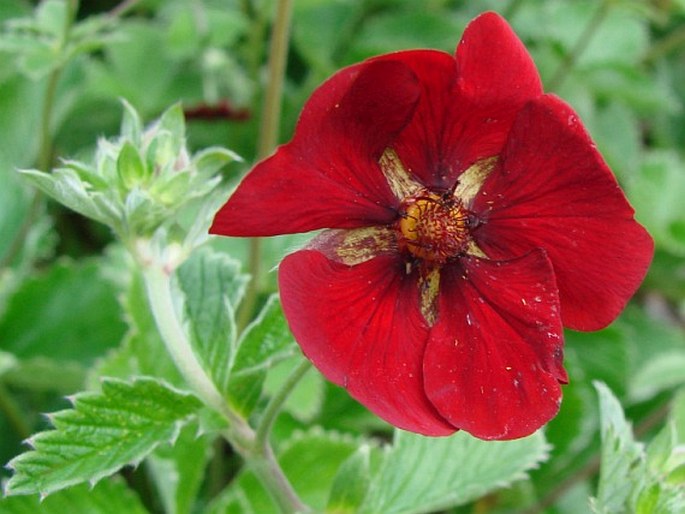 Potentilla atrosanguinea