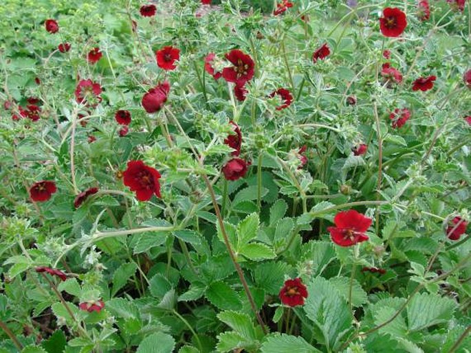 Potentilla atrosanguinea